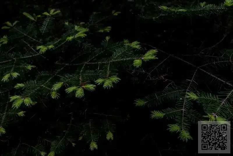 安飛電子集團(香港)有限公司