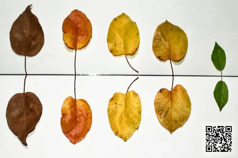 Digital and Medical Health Limited