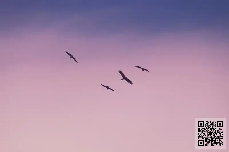 香港前海百加貿易有限公司