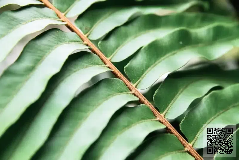 ECK Development Limited