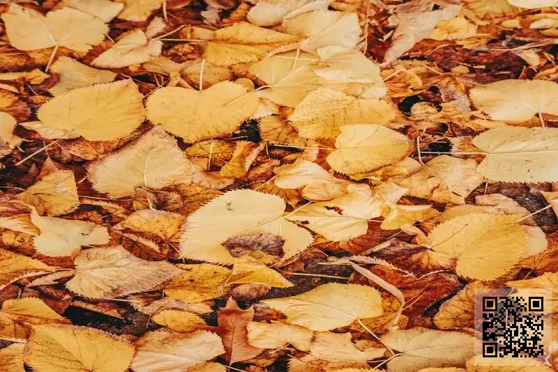 河北新光紙箱機械製造有限公司