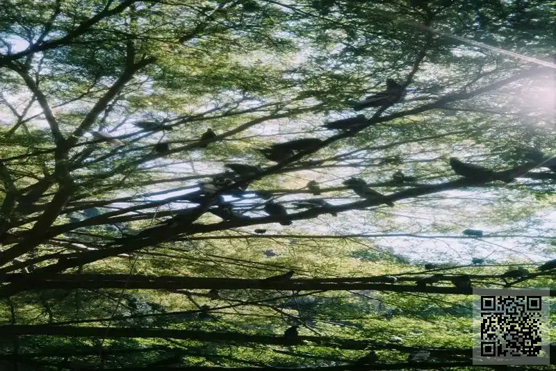 街頭古巷有限公司