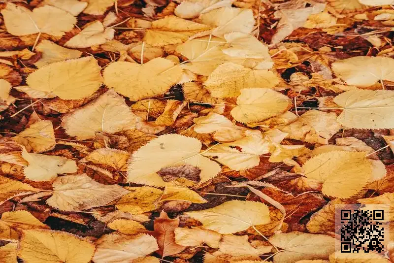 倍孚達實業有限公司