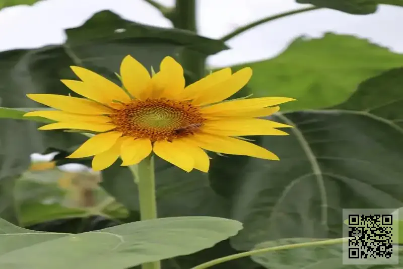 維居顧問有限公司