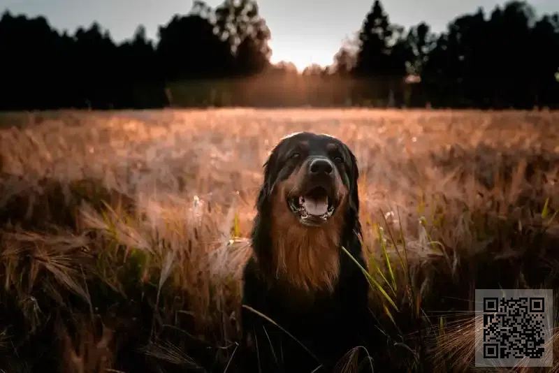 創宇電子技術有限公司