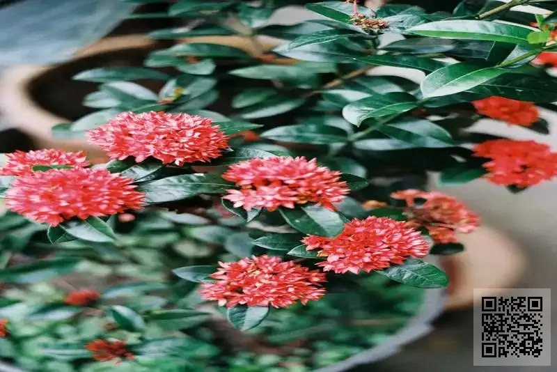 HONG KONG TERRACE TRADING LIMITED