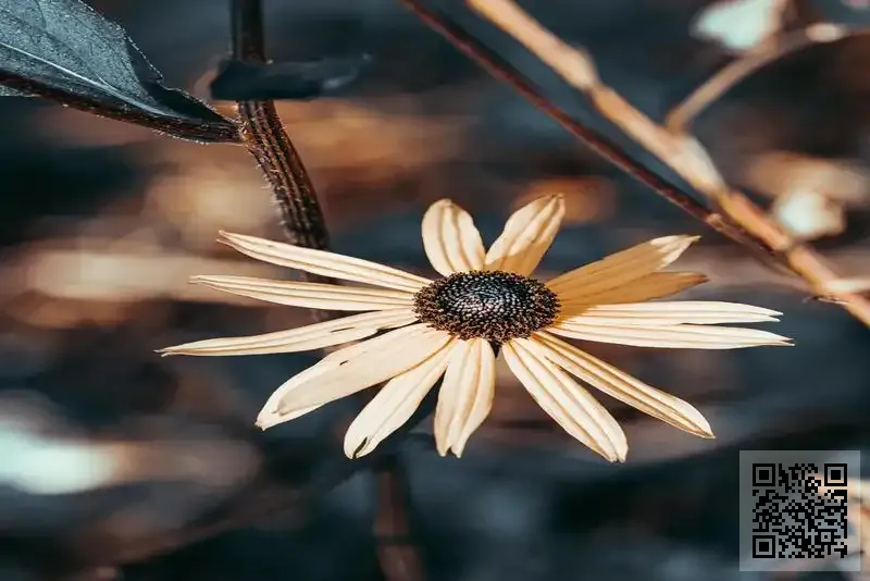 YM GLOBAL ASIA LIMITED