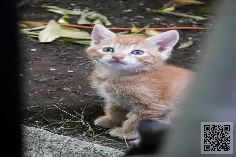 海亮(香港)貿易有限公司