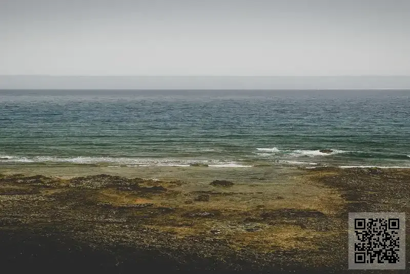 舌尖碼頭食品有限公司