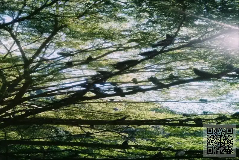 高菱投資控股有限公司