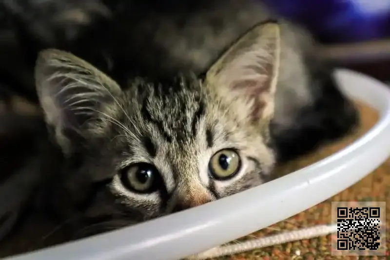 香港沛航貿易有限公司