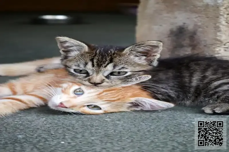 Da Qiao Co., Limited