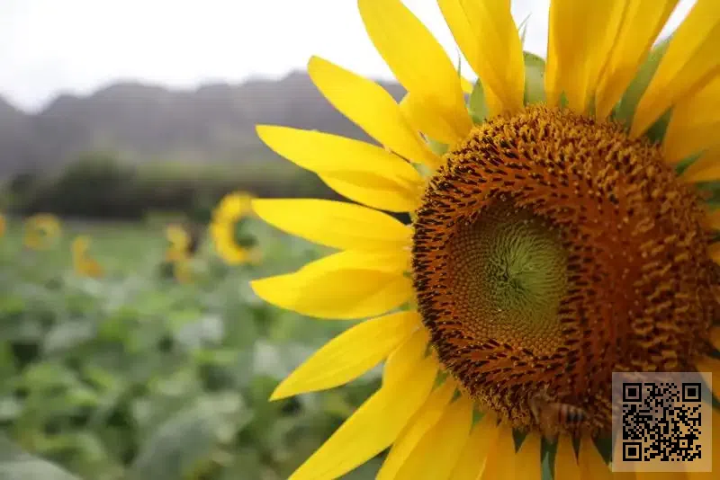 環球機械人有限公司