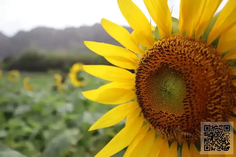 中華國藥控股有限公司