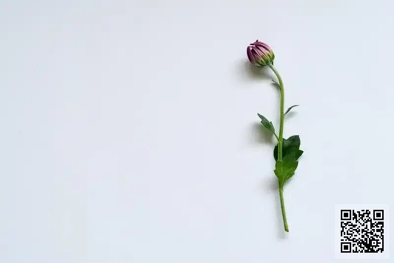 友魚釣魚會有限公司